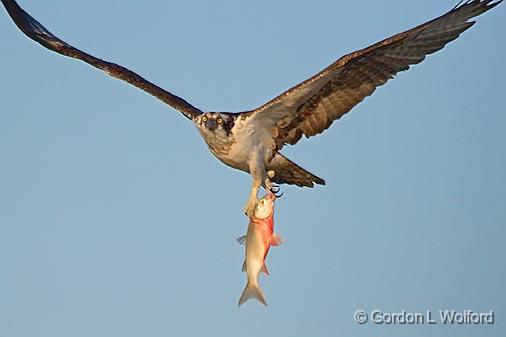 Osprey With Catch_34048.jpg - Osprey (Pandion haliaetus) photographed along the Gulf coast near Port Lavaca, Texas, USA.